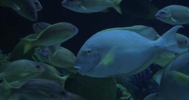 曼谷泰国海洋水族馆暹罗<strong>海洋世界</strong>浮动色彩斑斓的热带鱼